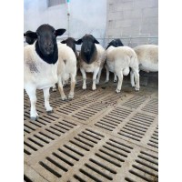 梁山县多胎肉羊养殖场